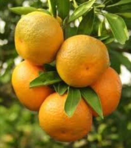 High Grade Fresh Oranges