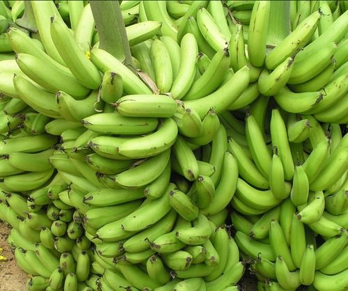 High Grade Green Banana