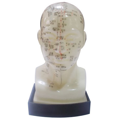 Top Rated Head Mannequin