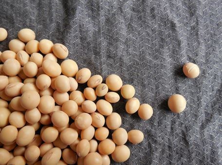 Soybean - High-Quality Edible Legume | Superior Grade, Rich in Protein and Nutrients