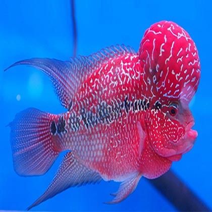 Flower Horn Fish at Best Price in Bengaluru, Karnataka | Aquaverse