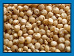 Top Quality Sorghum