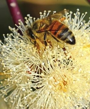 Fresh Quality Eucalyptus Honey