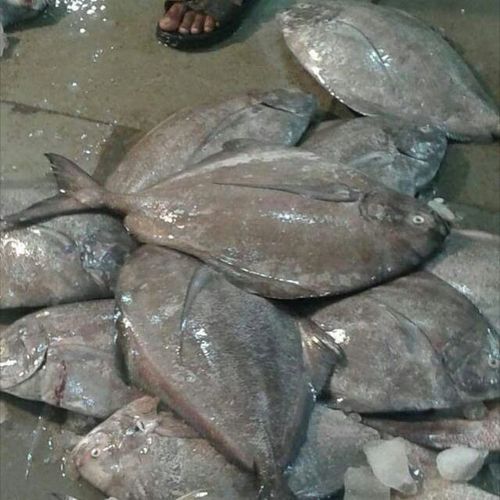 Black Pomfret Fish