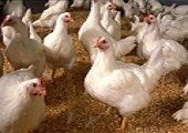 Poultry Grade Soya Lecithin