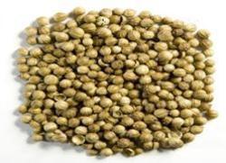 Top Quality Coriander Seed