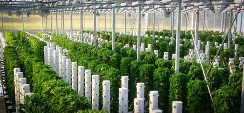 Rugged Structure Aeroponic Greenhouse