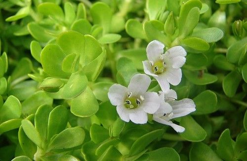 Low Price Bacopa Monniera