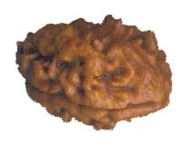 Low Price Two Mukhi Rudraksha