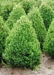 Ornamental Shrubs