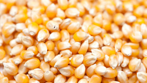 Top Rated Yellow Maize
