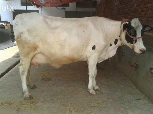 Dairy Holstein Friesian Cow