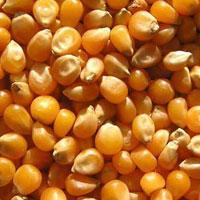 Low Price Yellow Maize