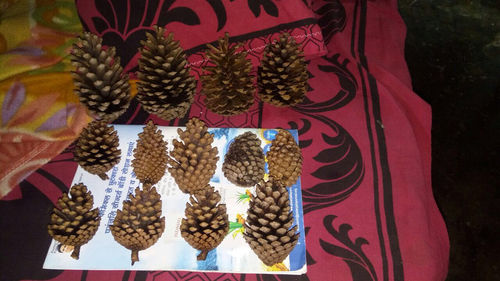 Pine Cones