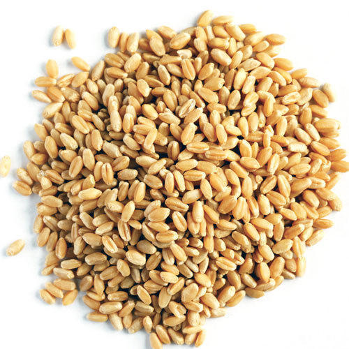 High Quality Organic Wheat