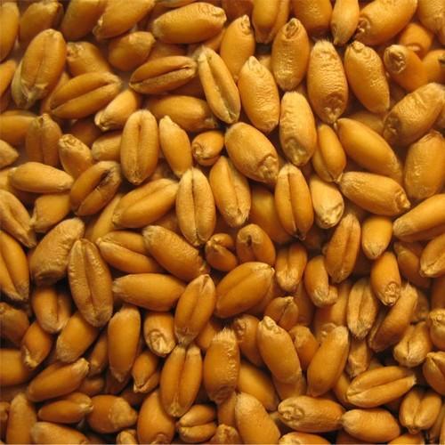 Low Price Natural Organic Wheat