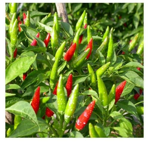 Sadhabahar Green Chilli Seeds