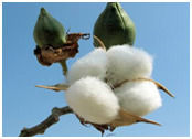 Demanded Cotton Seed Plus