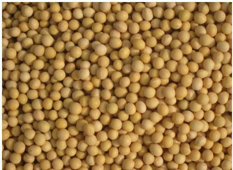 Low Price Soybean Seeds