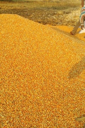 Pure Organic Yellow Maize