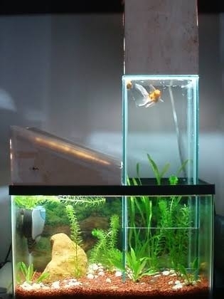 moulded glass aquarium