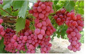 Red Flame Seedless Grapes