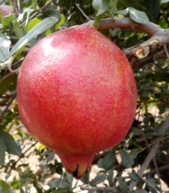 High Quality Fresh Pomegranate