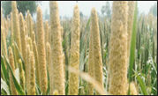 Pearl Millet Hybrid PGa  5810