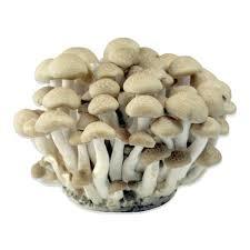 Eatable Fresh Button Mushrooms