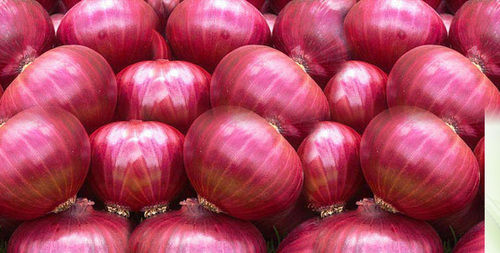 Natural Fresh Red Onion - Tender, Thinner Skin of Purplish Red Color | Tasty Ingredient for Salads, Vegetarian and Non-Vegetarian Recipes