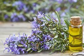 Natural Rosemary Essential Oil