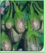 Brinjal Jay Seeds