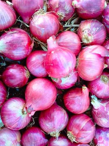 Farm Fresh Red Onion - Premium Quality, Naturally Grown, Deep Red Color, Hand-Selected for Optimal Freshness