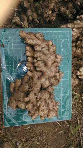 Fresh Ginger from North East India