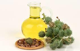 Organic Castor Seed Oil