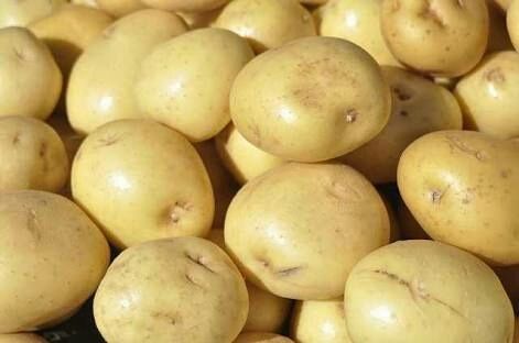 Fresh Quality Organic Potato