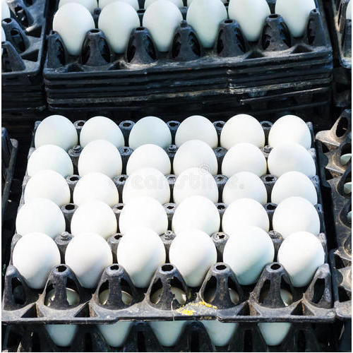 High Nutritional Pure Eggs