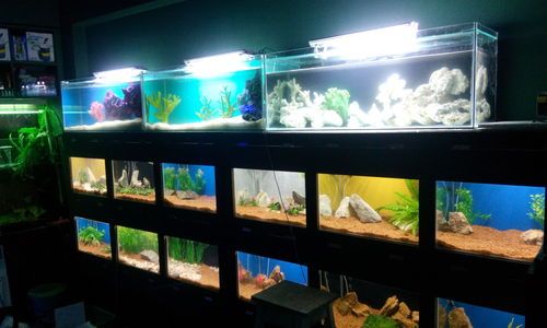 Rectangular Fish Aquarium Box