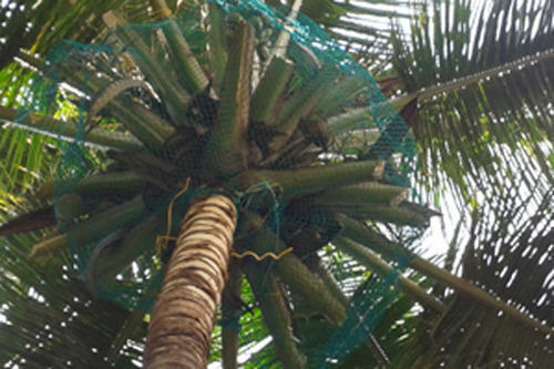 Durable Green Coconut Net