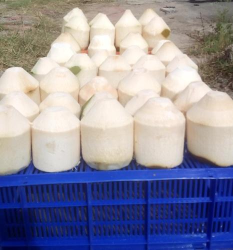Good Quality Trimmed Tender Coconuts