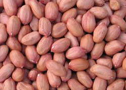 Highly Fresh Low Price Groundnut