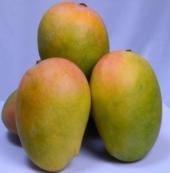 Best Price Kesar Mangoes