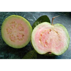 Demanded Thai Pink Guava