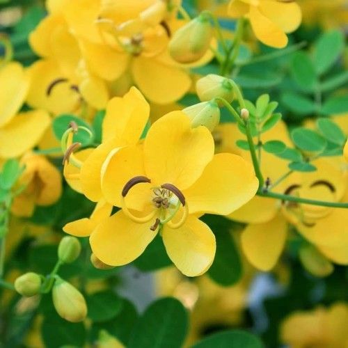 Fresh Avaram Senna Flower