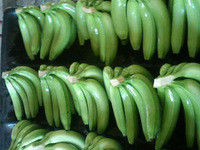Low Price Fresh Cavendish Banana