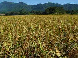 Export Quality Rice Paddy