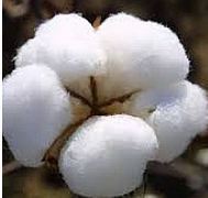 Indian Organic Raw Cotton