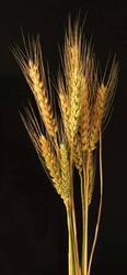 Premium Hybrid Wheat Seeds