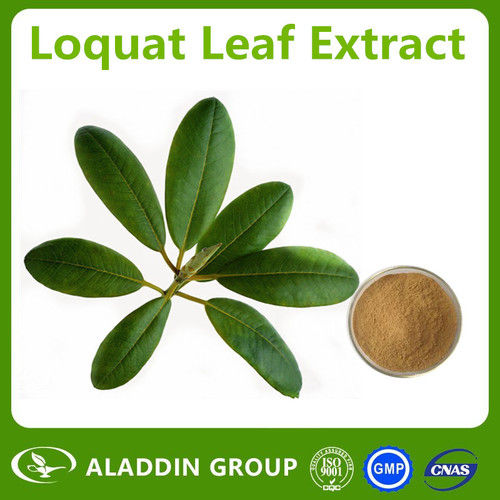 Self-Making Loquat Tea By Loquat Leaf Extract