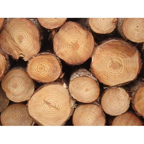 Canadian Pine Wood Logs